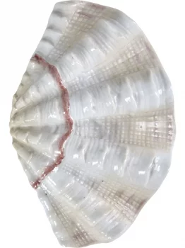 Фигурка Tridacna Shell 13X3X9 CM