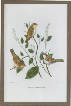 Постеры Birds 40X60 / 40X60 / 40X60 / 40X60 CM