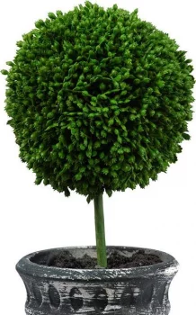 Декоративные растения Самшит, набор 2 предмета 20X10X24 CM