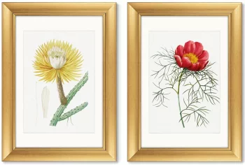 Диптих Antique plants drawn 51X71 / 51X71 CM