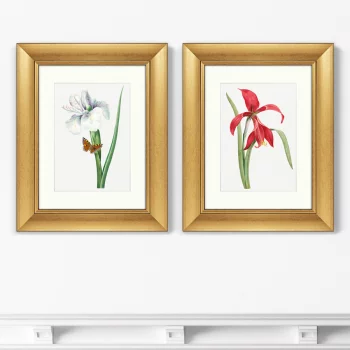 Диптих Antique plants drawn 41X51 / 41X51 CM