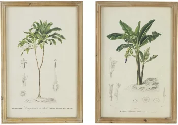 Комплект из двух постеров Flora 40X60 / 40X60 CM