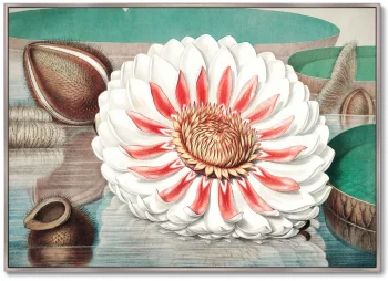 Постер A gigantic water lily in bloom 105X75 CM
