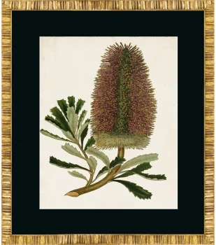 Постер Antique Protea 50X60 CM