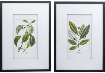 Комплект из двух постеров Flora 50X70 / 50X70 CM