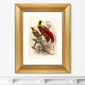 Постер Red Bird of Paradise 41X51 CM