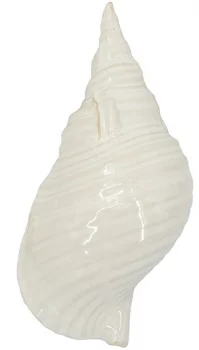 Декор настольный Seashell 31X15X11 CM