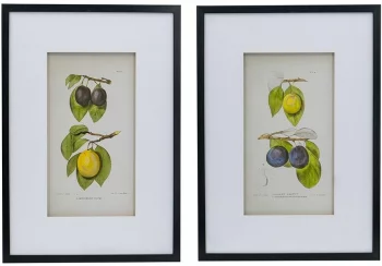 Комплект из двух постеров Flora 50X70 / 50X70 CM