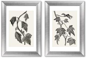 Диптих Pustulata from The Ivy 51X71 / 51X71 CM