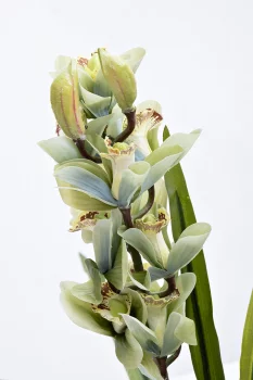 Искусственная орхидея Cymbidium в горшке 60X60X110 CM
