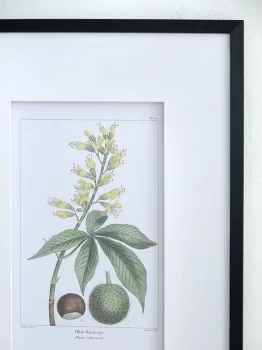 Комплект из двух постеров Flora 50X70 / 50X70 CM