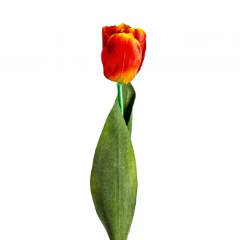 Цветок тюльпана искусственный Tulipan 64 CM