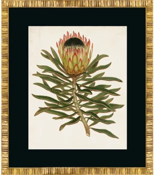 Постер Antique Protea 50X60 CM