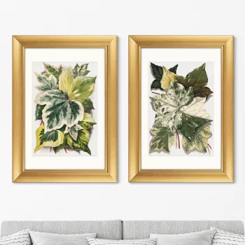 Диптих Various Ivy Leaves from The Ivy 51X71 / 51X71 CM