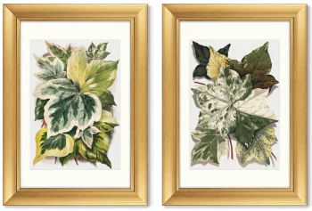 Диптих Various Ivy Leaves from The Ivy 51X71 / 51X71 CM