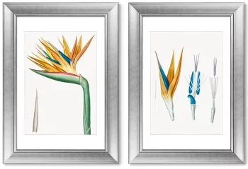 Диптих Les liliacées 51X71 / 51X71 CM