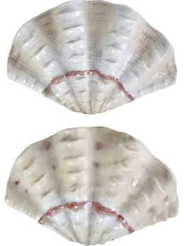 Фигурка Tridacna Shell 13X3X9 CM