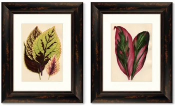 Диптих Botanical Leaf Dracaena 41X51 / 41X51 CM