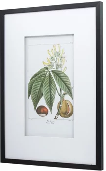 Постеры Сhestnuts 50X70 / 50X70 CM