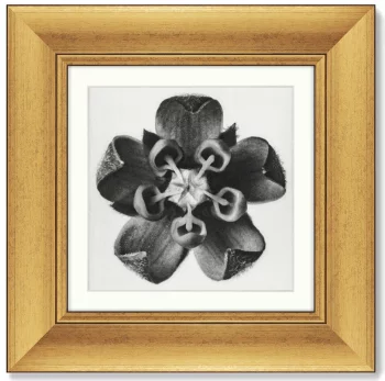 Набор постеров Lime Mallow 36X36 / 36X36 / 36X36 / 36X36 CM