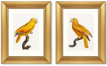 Диптих The Parrot of Paradise 41X51 / 41X51 CM
