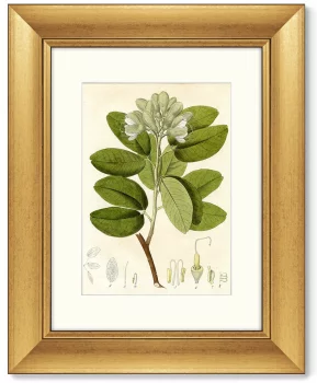 Диптих British Botanic Book 41X51 / 41X51 CM