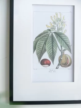 Комплект из двух постеров Flora 50X70 / 50X70 CM