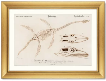 Постер Plesiosaurus 81X61 CM 