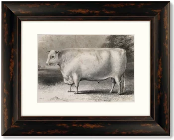 Диптих A Devon bull 51X41 / 51X41 CM