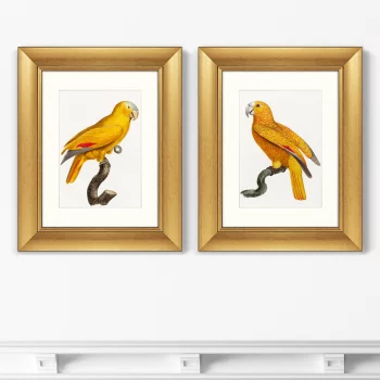Диптих The Parrot of Paradise 41X51 / 41X51 CM