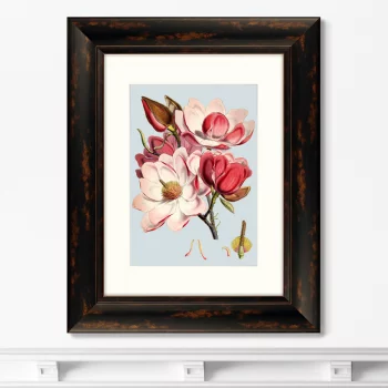 Постер Himalaya Plants Pink Flower 41X51 CM