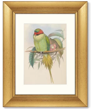 Постер Bonaparte's Parakeet 41X51 CM
