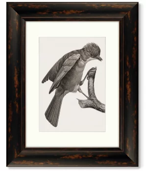 Набор из 4-х картин Guianan Cock-of-the-rock 41X51 / 41X51 / 41X51 / 41X51 CM