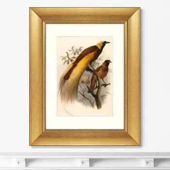 Постер Big Bird of Paradise 41X51 CM