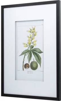 Постеры Сhestnuts 50X70 / 50X70 CM