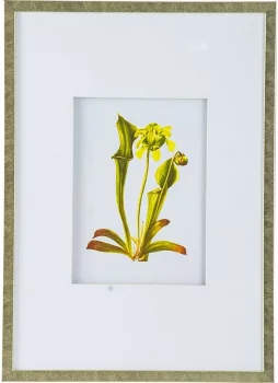 Комплект из 4 постеров Flora 50X70 / 50X70 / 50X70 / 50X70 CM