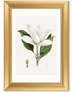 Диптих Antique plants drawn 51X71 / 51X71 CM