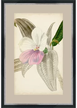 Постер Botanicals 40X60 CM