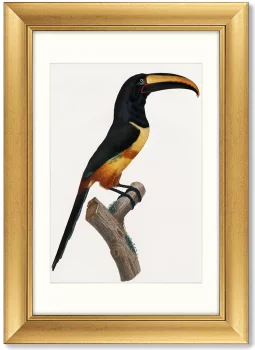 Диптих Beautiful toucans 51X71 / 51X71 CM