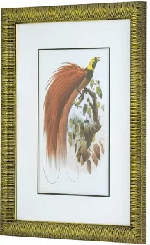 Диптих Birds of Paradise 60X80 / 60X80 CM