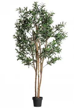 Искусственное оливковое дерево Olivio 60X60X190 CM