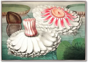 Постер Water lily during bloom 105X75 CM