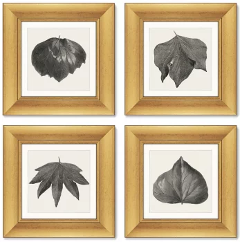 Набор из 4-х картин The Ivy leaves 36X36 / 36X36 / 36X36 / 36X36 CM