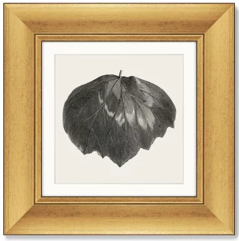 Набор из 4-х картин The Ivy leaves 36X36 / 36X36 / 36X36 / 36X36 CM