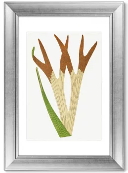 Диптих Platycerium Alcicorne 51X71 / 51X71 CM