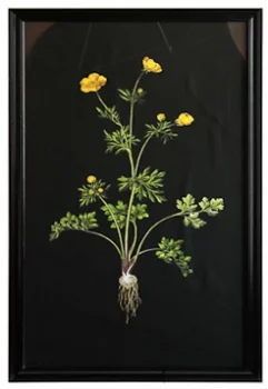 Постер Yellow flower 135X79 CM