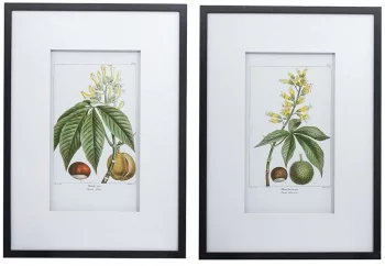Комплект из двух постеров Flora 50X70 / 50X70 CM