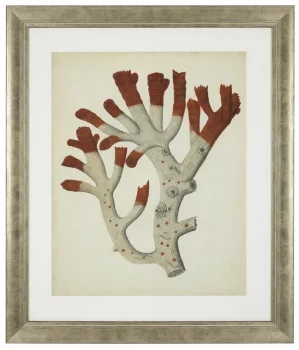 Постеры Antique Red Corals 68X58 / 68X58 / 68X58 / 68X58 / 68X58 / 68X58 CM
