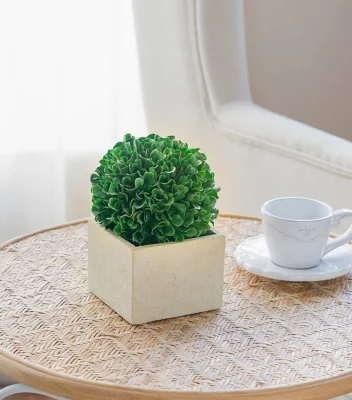 Растение декоративное Самшит 14X14X18 CM 8