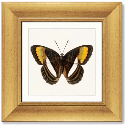 Диптих Two butterflies 36X36 / 36X36 CM 4